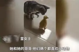 "有点后悔了"，亲妈买了一只鹅给孩子当宠物，谁曾想越养越大图片