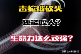 蛇头被砍为何还能咬人？它在记仇？蛇的生命力到底有多顽强图片