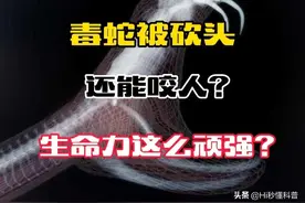 蛇头被砍为何还能咬人？它在记仇？蛇的生命力到底有多顽强图片
