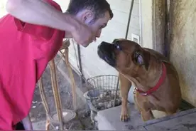 狗狗有“男性恐惧症”，甚至咬男性家人！为什么狗狗会害怕男人？图片