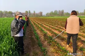 农民喷施农药，造成10余亩小麦出现药害，农资店“耍无赖”该咋办图片