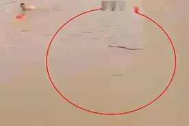 危险！湖南两男子野游被水蛇狂追 水蛇厉害吗？大部分人不是其对手图片