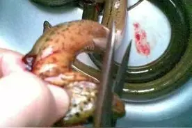 农村俗语：黄鳝不吃头，田螺不吃尾，为何黄鳝头和田螺尾不能吃？图片