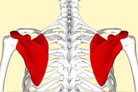 这样的“蝴蝶骨”很美？不用羡慕，得治图片