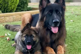 德国牧羊犬体臭怎么解决？图片