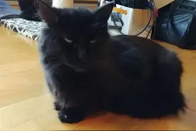 黑猫太饿上门讨吃的，吃饱后就立马消失，数天后带惊喜上门报恩图片