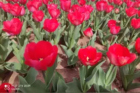 西安植物园图片