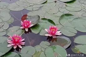 郑州高中哪家很强？牧童遥指新枫杨图片