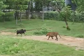 那只被抛入虎园，不甘命运正面和老虎硬碰硬的水牛，成功了吗？图片