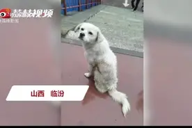 万物皆有灵，大学封校两小狗每日隔桥对望图片