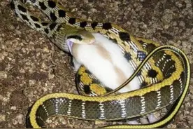 一年捕食200只老鼠，蛇中的灭鼠专家，更是大家口中的“家蛇”图片