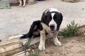 山东：一只受伤的中亚牧羊犬五万都不卖？大哥：这种血统只剩它了图片