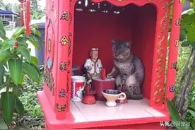 猫咪坐在土地公旁边，引来众人围观，随后的动作让人笑喷了图片