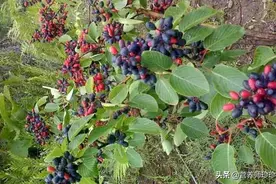 果实曾是儿时的零食，根部是个宝，却是治疗风湿的良药，了解下图片