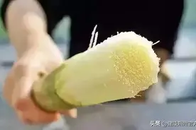健康科普 | 霉变甘蔗中毒图片