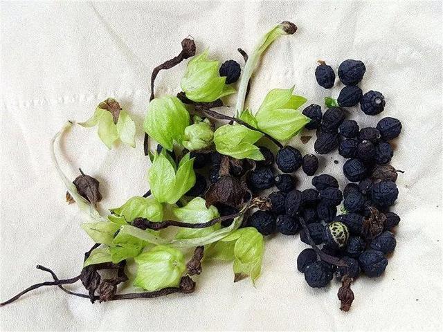 贝拉小蜜蜂草本身体乳