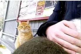 当流浪猫看见宠物猫时，会想些什么？图片