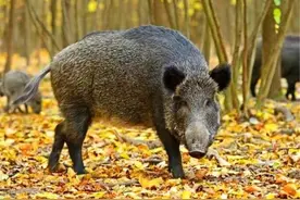 野猪喜欢在哪里坐窝又如何寻找？深山老农为你解密图片