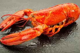 人和龙虾都是碳基生命，为何龙虾理论上可以永生，而人类却不行？图片