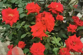 闲聊“粉丝”二字图片