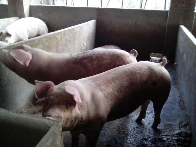 猪反复发烧怎么办？用什么药好？猪反复发烧是什么问题？注意这些