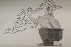 临水大对节白蜡图片