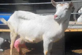 养羊一天能吃多少草料和精料？图片