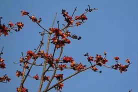 腾冲蒲川邀你一起赏木棉花的春天图片