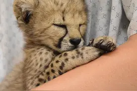 动物园派狗狗照顾猎豹宝宝，两者的日常太可爱了图片