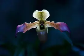 林草科普|中国兰科植物图片