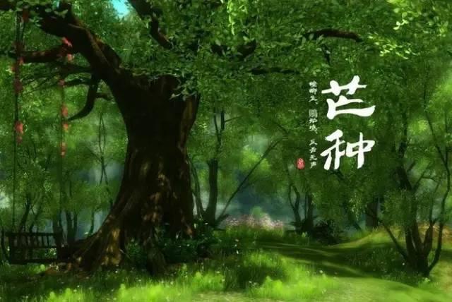 夜来南风起，小麦覆陇黄——传统24节气之芒种