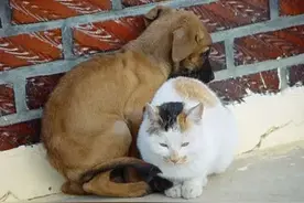 毕业就丢猫，大学生真的适合养猫吗？图片