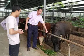 为推广杂交水牛，他走遍广西贫困县给农民“开小灶”图片