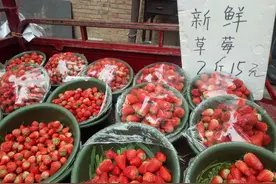 草莓芒果菠萝成水果市场销售主力图片