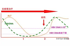 乙肝病毒入侵人体过程与DNA病毒需受体进入血液循环图片