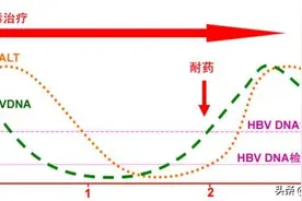 乙肝病毒入侵人体过程与DNA病毒需受体进入血液循环图片