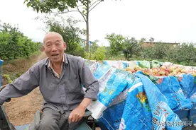 晋南农村80岁大爷给儿子桃园当保安，一天上岗12小时，吃喝在地头图片