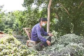 重走贫困村系列报道（二十七）——孛畈镇月岭村：扶贫促开发 致富有方法图片