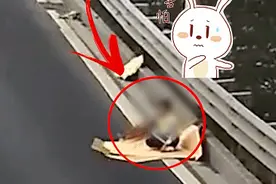 心惊胆战！夫妇俩在高明大道上捡纸皮，几十辆大货车向着孩子呼啸而来…图片