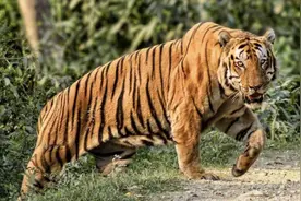 虎中之王KZT085，体重超过300KG的野生老虎图片