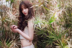 竹子叶子发黄是怎么回事图片