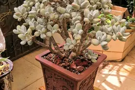 最萌的乒乓福娘，叶子胖成球，夏季适当控水，教你养成大老桩图片