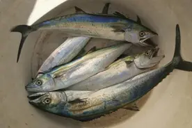深圳海钓看图猜鱼，猜出八种以上的就是老钓手！图片