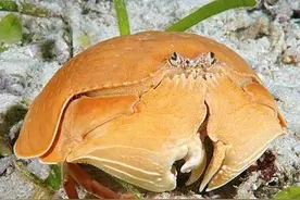 馒头蟹逃命要抱着老婆？美好爱情的背后，是对未来繁衍生活的重视图片