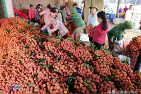 越南媒体担忧荔枝大丰收却无法出口中国，6万亿盾产值遭遇大危机图片