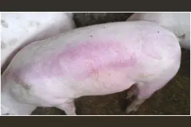 4种颜色4种猪病，养猪高手教你通过颜色看病图片