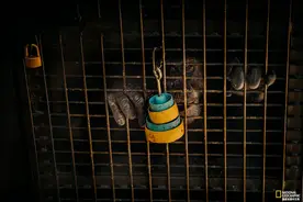 黑猩猩保护所里的生活图片