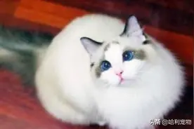 布偶猫产下13只崽，“软萌可爱”遇上“厌世脸”，是一个妈生的？图片