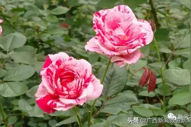 1.7万株月季盛开，南湖公园藏着一片花园图片