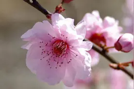 盆栽梅花叶子卷怎么办图片